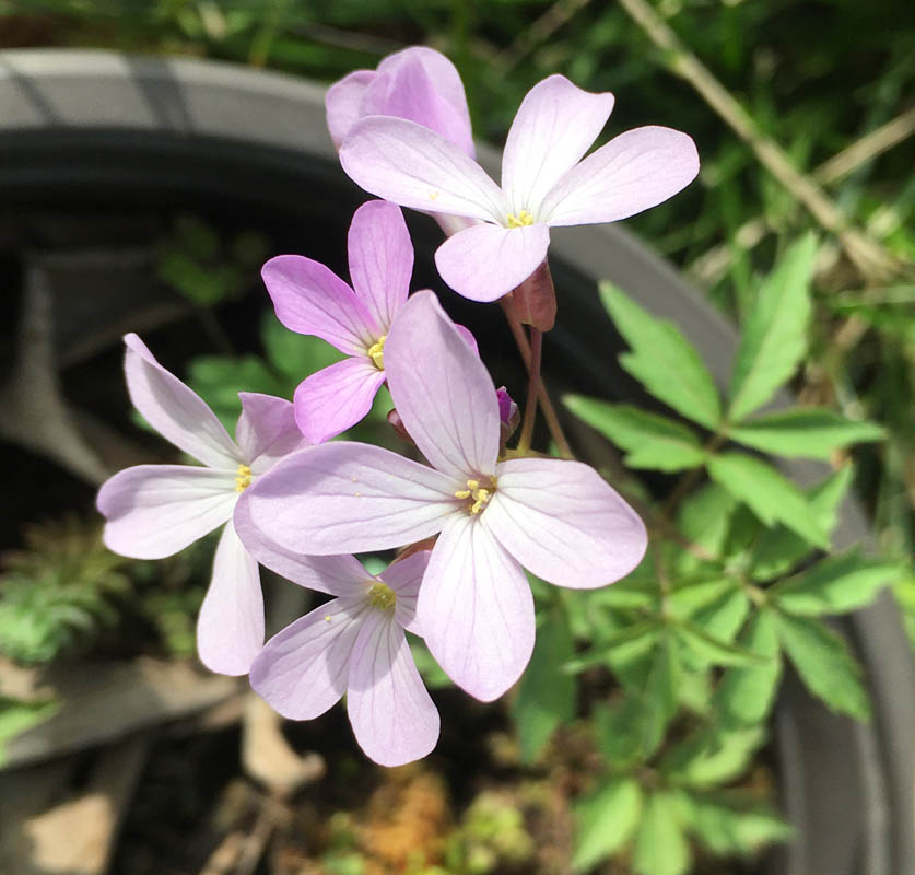 cardamine sp